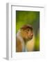 Proboscis Monkey (Nasalis Larvatus), Sabah Malaysia, Borneo-Juan Carlos Munoz-Framed Photographic Print