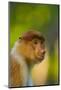 Proboscis Monkey (Nasalis Larvatus), Sabah Malaysia, Borneo-Juan Carlos Munoz-Mounted Photographic Print