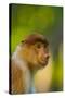 Proboscis Monkey (Nasalis Larvatus), Sabah Malaysia, Borneo-Juan Carlos Munoz-Stretched Canvas