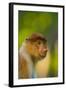 Proboscis Monkey (Nasalis Larvatus), Sabah Malaysia, Borneo-Juan Carlos Munoz-Framed Photographic Print