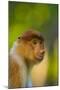 Proboscis Monkey (Nasalis Larvatus), Sabah Malaysia, Borneo-Juan Carlos Munoz-Mounted Photographic Print
