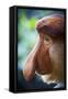 Proboscis Monkey-null-Framed Stretched Canvas