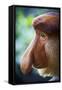 Proboscis Monkey-null-Framed Stretched Canvas