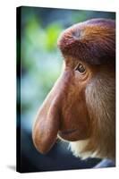 Proboscis Monkey-null-Stretched Canvas