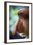 Proboscis Monkey-null-Framed Photographic Print