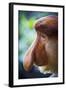 Proboscis Monkey-null-Framed Photographic Print