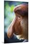 Proboscis Monkey-null-Mounted Photographic Print