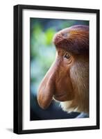 Proboscis Monkey-null-Framed Photographic Print