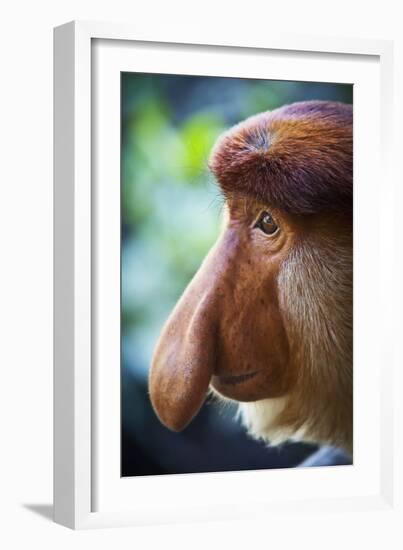 Proboscis Monkey-null-Framed Photographic Print