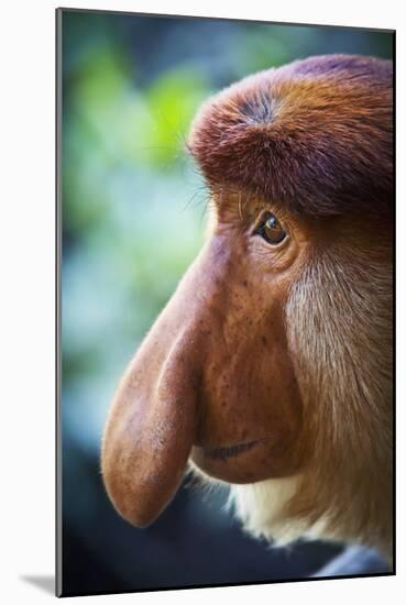 Proboscis Monkey-null-Mounted Photographic Print