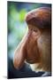 Proboscis Monkey-null-Mounted Photographic Print