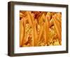 Proboscis Tip of a Swallowtail Butterfly-Micro Discovery-Framed Photographic Print