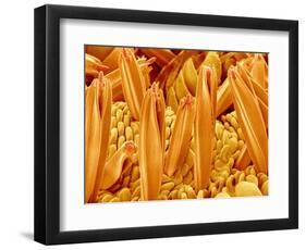 Proboscis Tip of a Swallowtail Butterfly-Micro Discovery-Framed Photographic Print