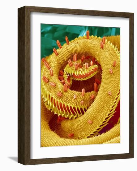 Proboscis Tip of a Swallowtail Butterfly-Micro Discovery-Framed Photographic Print