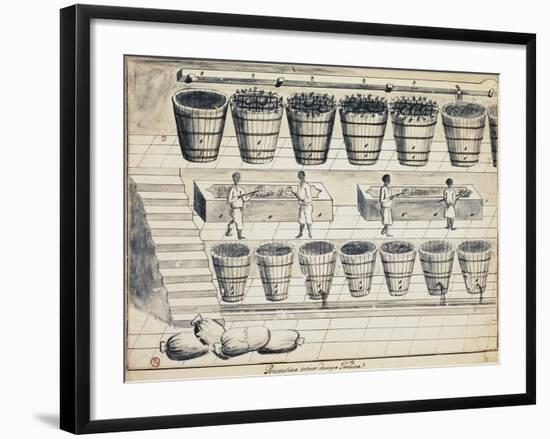 Processing Cycle for Extracting Sugar from Beet, Watercolor, Portugal, 19th Century-null-Framed Giclee Print