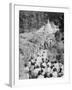 Procession to a Buddhist Temple, Diyatalawa, Ceylon, C1945-null-Framed Giclee Print