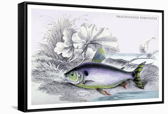 Prochilodus Binotatus-Robert Hermann Schomburgk-Framed Stretched Canvas