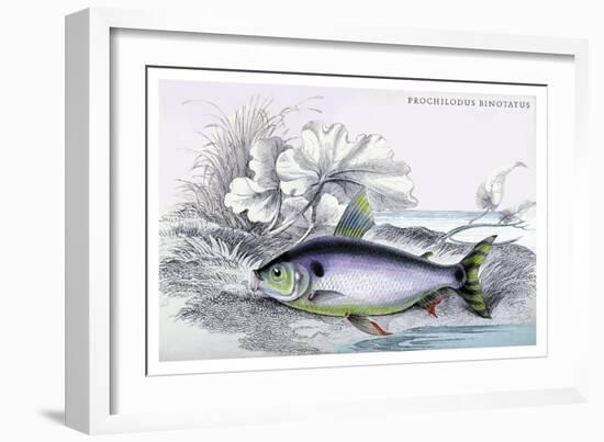 Prochilodus Binotatus-Robert Hermann Schomburgk-Framed Art Print