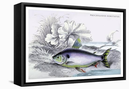 Prochilodus Binotatus-Robert Hermann Schomburgk-Framed Stretched Canvas