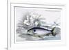 Prochilodus Binotatus-Robert Hermann Schomburgk-Framed Art Print