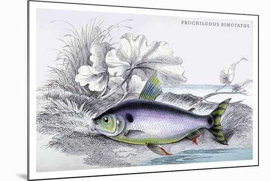 Prochilodus Binotatus-Robert Hermann Schomburgk-Mounted Art Print