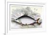 Prochilodus Insignis-Robert Hermann Schomburgk-Framed Art Print