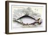 Prochilodus Insignis-Robert Hermann Schomburgk-Framed Art Print