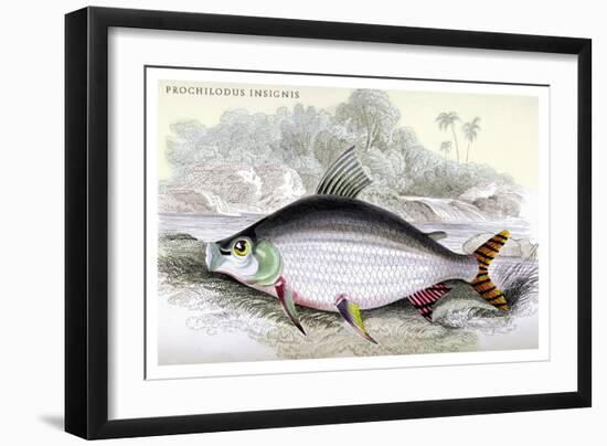 Prochilodus Insignis-Robert Hermann Schomburgk-Framed Art Print