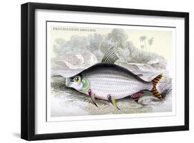 Prochilodus Insignis-Robert Hermann Schomburgk-Framed Art Print