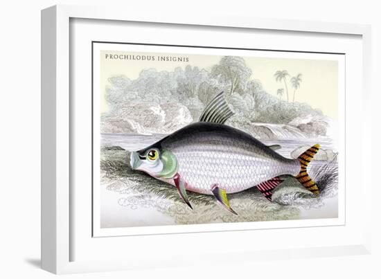 Prochilodus Insignis-Robert Hermann Schomburgk-Framed Art Print