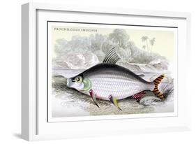 Prochilodus Insignis-Robert Hermann Schomburgk-Framed Art Print