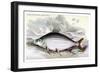 Prochilodus Insignis-Robert Hermann Schomburgk-Framed Premium Giclee Print