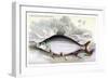 Prochilodus Insignis-Robert Hermann Schomburgk-Framed Premium Giclee Print