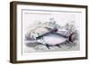 Prochilodus Rurro-Lenlatus-Robert Hermann Schomburgk-Framed Art Print