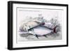 Prochilodus Rurro-Lenlatus-Robert Hermann Schomburgk-Framed Art Print