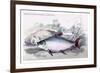 Prochilodus Rurro-Lenlatus-Robert Hermann Schomburgk-Framed Art Print