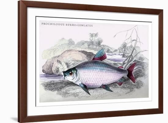 Prochilodus Rurro-Lenlatus-Robert Hermann Schomburgk-Framed Art Print