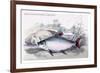 Prochilodus Rurro-Lenlatus-Robert Hermann Schomburgk-Framed Art Print