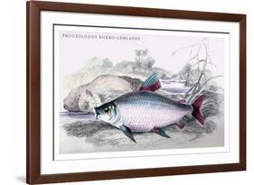 Prochilodus Rurro-Lenlatus-Robert Hermann Schomburgk-Framed Art Print