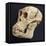 Proconsul Africanus - Prehistoric Primate Skull Reconstructon-null-Framed Stretched Canvas