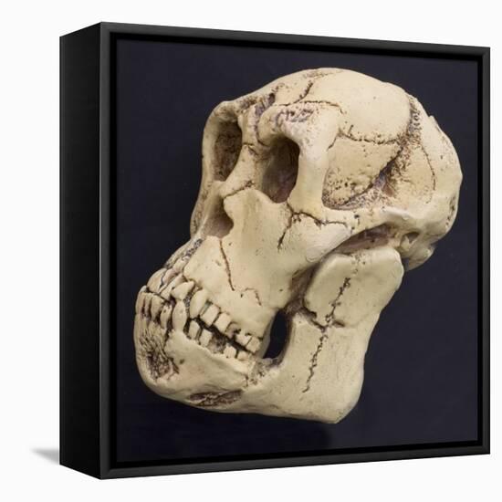 Proconsul Africanus - Prehistoric Primate Skull Reconstructon-null-Framed Stretched Canvas