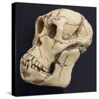 Proconsul Africanus - Prehistoric Primate Skull Reconstructon-null-Stretched Canvas