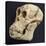 Proconsul Africanus - Prehistoric Primate Skull Reconstructon-null-Stretched Canvas