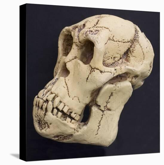 Proconsul Africanus - Prehistoric Primate Skull Reconstructon-null-Stretched Canvas