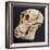 Proconsul Africanus - Prehistoric Primate Skull Reconstructon-null-Framed Photographic Print