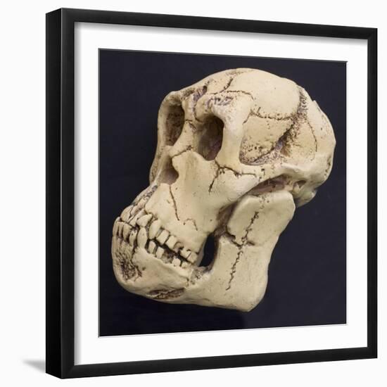 Proconsul Africanus - Prehistoric Primate Skull Reconstructon-null-Framed Photographic Print