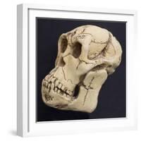 Proconsul Africanus - Prehistoric Primate Skull Reconstructon-null-Framed Photographic Print