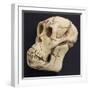 Proconsul Africanus - Prehistoric Primate Skull Reconstructon-null-Framed Photographic Print
