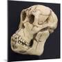 Proconsul Africanus - Prehistoric Primate Skull Reconstructon-null-Mounted Photographic Print