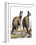 Procoptodon Prehistoric Kangaroo-null-Framed Photographic Print